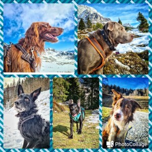 Beate's Hundeglück - Hundetagesbetreuung in Taxenbach