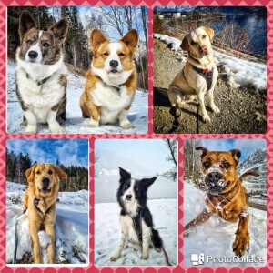 Beate's Hundeglück - Hundetagesbetreuung in Taxenbach